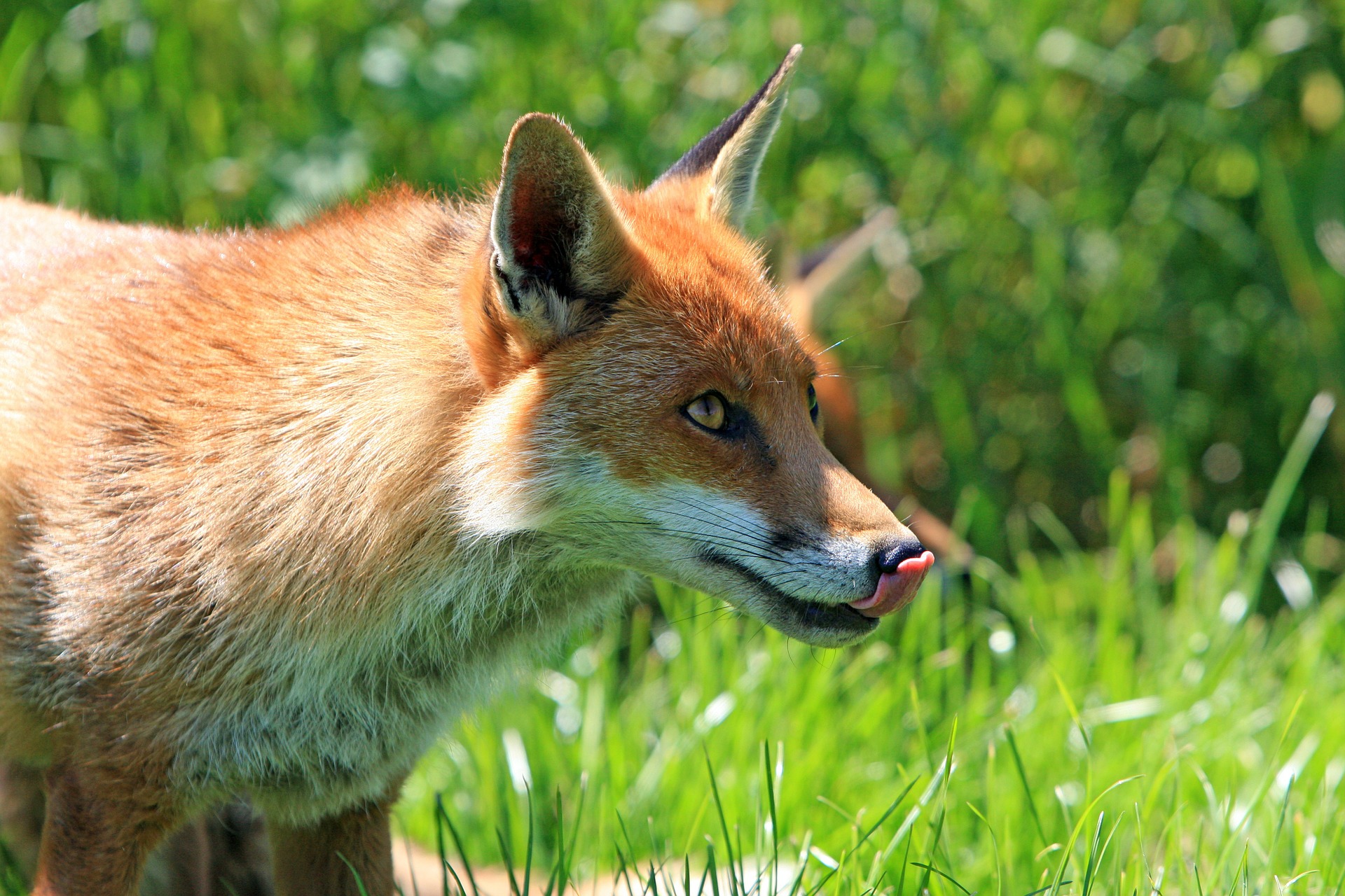 Attaque De Renard En Plein Jour Tir du renard en été : ce qu’il faut savoir
