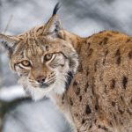 Lynx truffé de plombs dans le Doubs
