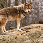 L'état des populations des loups hybrides en France