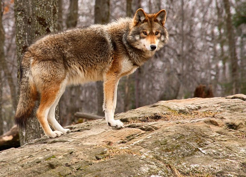 Naïs Au Pays Des Loups France 3 Loups hybrides : la FNC demande des résultats officiels