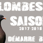 Débuts prometteurs pour la saison 2017 2018 de chasse à la palombe à l'affût