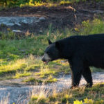 Chasse à l'ours au Québec